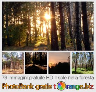Banca Immagine di tOrange offre foto gratis nella sezione:  il-sole-nella-foresta