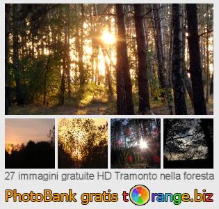Banca Immagine di tOrange offre foto gratis nella sezione:  tramonto-nella-foresta