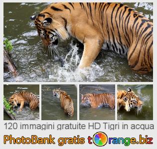 Banca Immagine di tOrange offre foto gratis nella sezione:  tigri-acqua