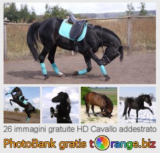Banca Immagine di tOrange offre foto gratis nella sezione:  cavallo-addestrato