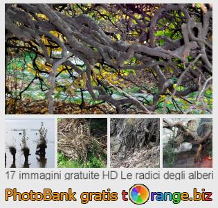 Banca Immagine di tOrange offre foto gratis nella sezione:  le-radici-degli-alberi