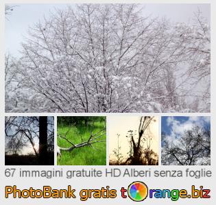 Banca Immagine di tOrange offre foto gratis nella sezione:  alberi-senza-foglie