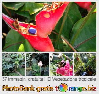 Banca Immagine di tOrange offre foto gratis nella sezione:  vegetazione-tropicale