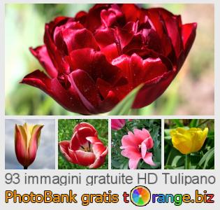 Banca Immagine di tOrange offre foto gratis nella sezione:  tulipano