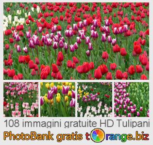 Banca Immagine di tOrange offre foto gratis nella sezione:  tulipani