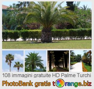 Banca Immagine di tOrange offre foto gratis nella sezione:  palme-turchi