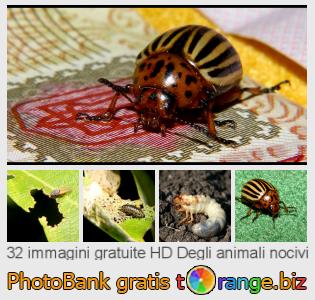 Banca Immagine di tOrange offre foto gratis nella sezione:  degli-animali-nocivi