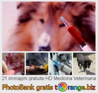 Banca Immagine di tOrange offre foto gratis nella sezione:  medicina-veterinaria