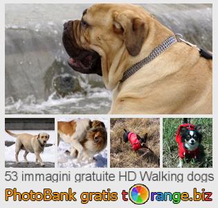 Banca Immagine di tOrange offre foto gratis nella sezione:  walking-dogs