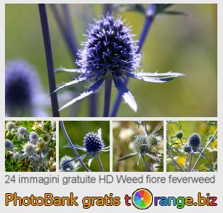 Banca Immagine di tOrange offre foto gratis nella sezione:  weed-fiore-feverweed
