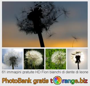 Banca Immagine di tOrange offre foto gratis nella sezione:  fiori-bianchi-di-dente-di-leone