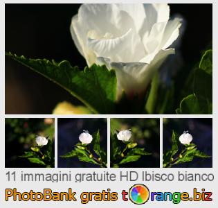Banca Immagine di tOrange offre foto gratis nella sezione:  ibisco-bianco