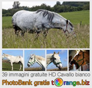 Banca Immagine di tOrange offre foto gratis nella sezione:  cavallo-bianco