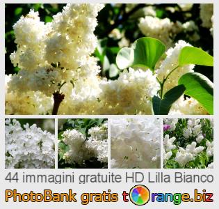 Banca Immagine di tOrange offre foto gratis nella sezione:  lilla-bianco