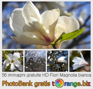 Banca Immagine di tOrange offre foto gratis nella sezione:  fiori-magnolia-bianca