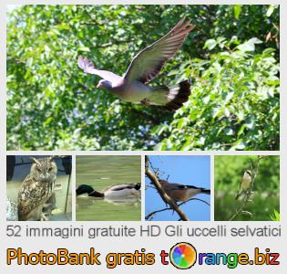 Banca Immagine di tOrange offre foto gratis nella sezione:  gli-uccelli-selvatici