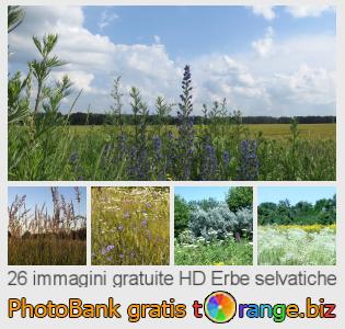 Banca Immagine di tOrange offre foto gratis nella sezione:  erbe-selvatiche