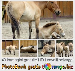 Banca Immagine di tOrange offre foto gratis nella sezione:  i-cavalli-selvaggi