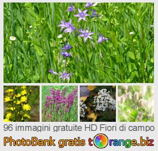 Banca Immagine di tOrange offre foto gratis nella sezione:  fiori-di-campo