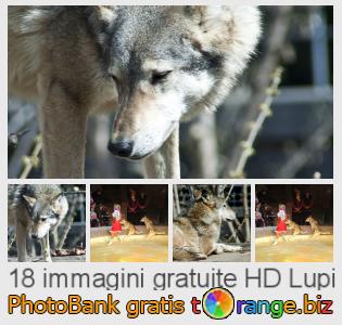 Banca Immagine di tOrange offre foto gratis nella sezione:  lupi