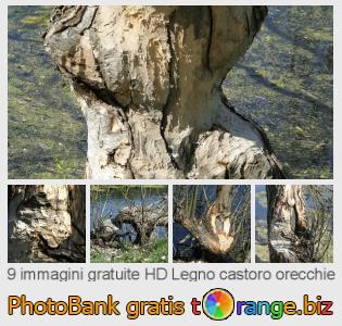 Banca Immagine di tOrange offre foto gratis nella sezione:  legno-castoro-orecchie