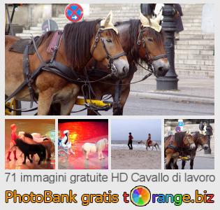 Banca Immagine di tOrange offre foto gratis nella sezione:  cavallo-di-lavoro