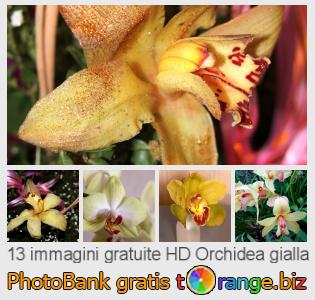 Banca Immagine di tOrange offre foto gratis nella sezione:  orchidea-gialla