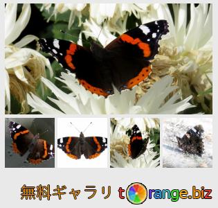 イメージの銀行にtOrangeはセクションからフリーの写真を提供しています： 提督蝶