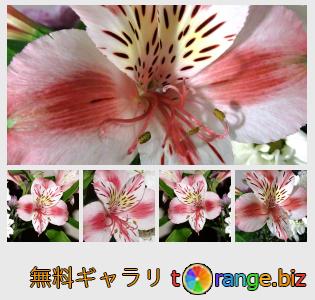 イメージの銀行にtOrangeはセクションからフリーの写真を提供しています： アルストロメリアの花