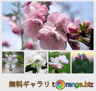 イメージの銀行にtOrangeはセクションからフリーの写真を提供しています： アップルの花