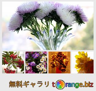 イメージの銀行にtOrangeはセクションからフリーの写真を提供しています： 秋の花束