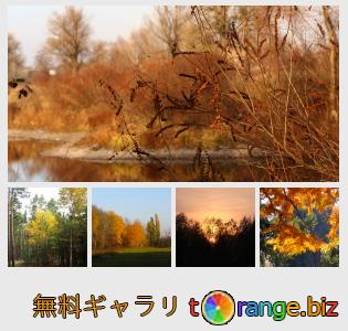 イメージの銀行にtOrangeはセクションからフリーの写真を提供しています： 秋の森