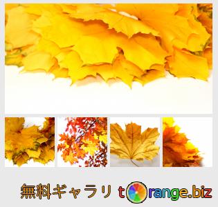 イメージの銀行にtOrangeはセクションからフリーの写真を提供しています： 秋は、単離された葉
