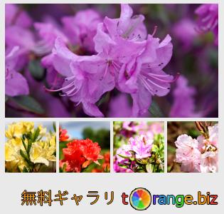 イメージの銀行にtOrangeはセクションからフリーの写真を提供しています： ツツジシャクナゲの花