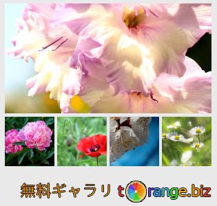 イメージの銀行にtOrangeはセクションからフリーの写真を提供しています： 背景の花