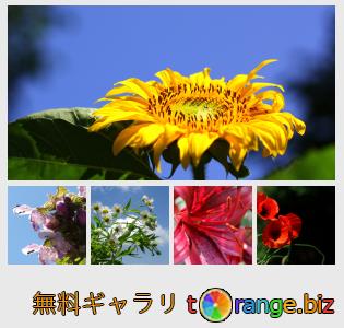 イメージの銀行にtOrangeはセクションからフリーの写真を提供しています： 夏の花の背景