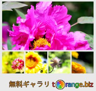 イメージの銀行にtOrangeはセクションからフリーの写真を提供しています： 花と背景