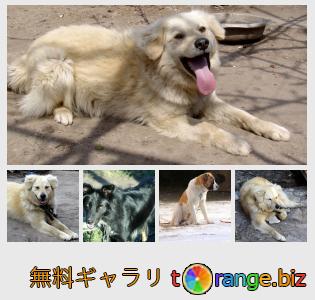 イメージの銀行にtOrangeはセクションからフリーの写真を提供しています： 鎖につながれた番犬