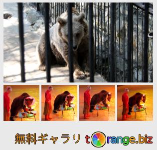 イメージの銀行にtOrangeはセクションからフリーの写真を提供しています： クマ