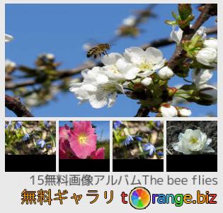 イメージの銀行にtOrangeはセクションからフリーの写真を提供しています： ハチのハエ