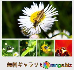 花の上のビートル 無料の写真 小さな黒い甲虫 無料の写真 甲虫 Torange Biz