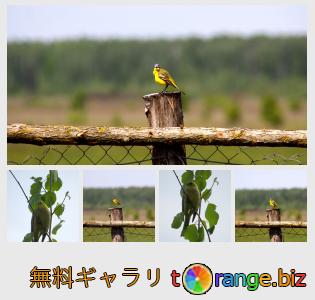 イメージの銀行にtOrangeはセクションからフリーの写真を提供しています： 鳥ホオジロ