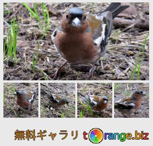 イメージの銀行にtOrangeはセクションからフリーの写真を提供しています： 鳥フィンチ