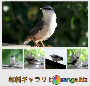 イメージの銀行にtOrangeはセクションからフリーの写真を提供しています： 鳥ゴジュウカラ
