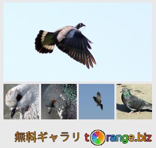 イメージの銀行にtOrangeはセクションからフリーの写真を提供しています： 鳥ハト