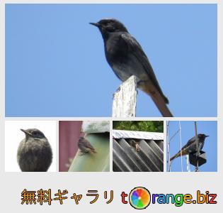 イメージの銀行にtOrangeはセクションからフリーの写真を提供しています： 鳥ジョウビタキ
