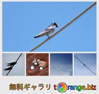 イメージの銀行にtOrangeはセクションからフリーの写真を提供しています： 鳥のツバメ