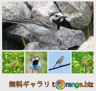 イメージの銀行にtOrangeはセクションからフリーの写真を提供しています： 鳥のセキレイ
