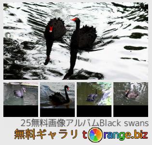 イメージの銀行にtOrangeはセクションからフリーの写真を提供しています： ブラック白鳥