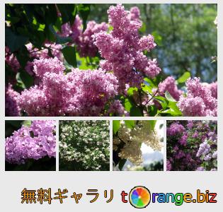 イメージの銀行にtOrangeはセクションからフリーの写真を提供しています： 咲くライラック
